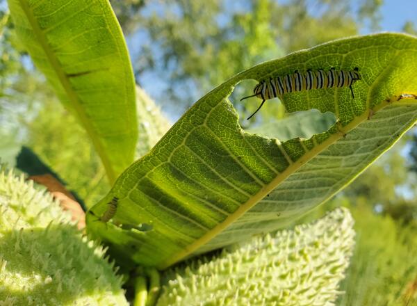 A monarch butterfly caterpillar on milkweed