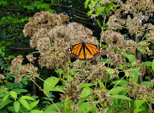 A monarch butterfly on Joe Pye Weed