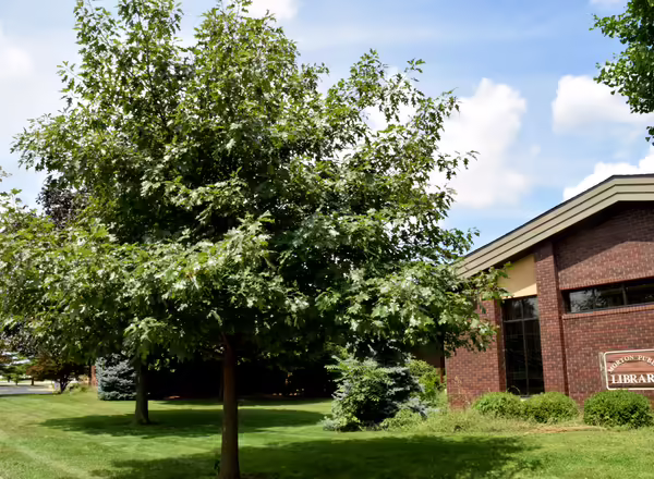 Northern Red Oak