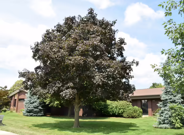 Norway Maple - King Crimson