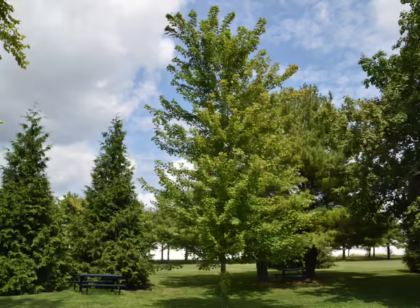 Silver Maple