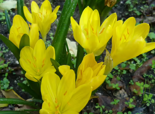 yellow flowers of Autumn daffodil (Sternbergia lutea)