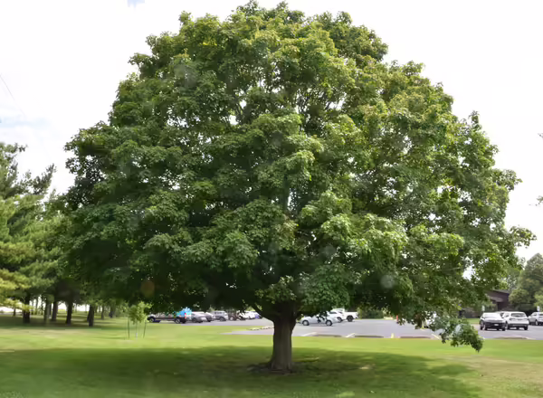 Sugar Maple