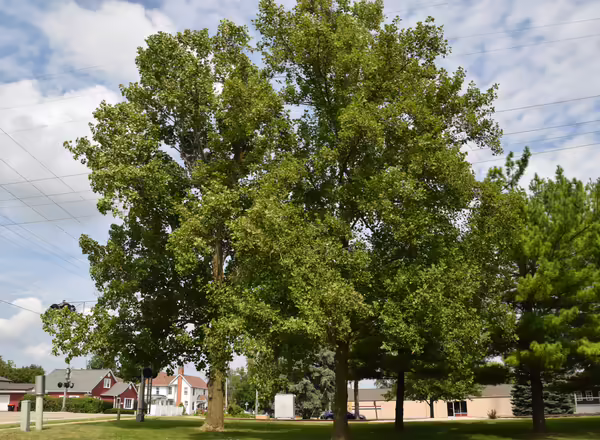 Tulip tree