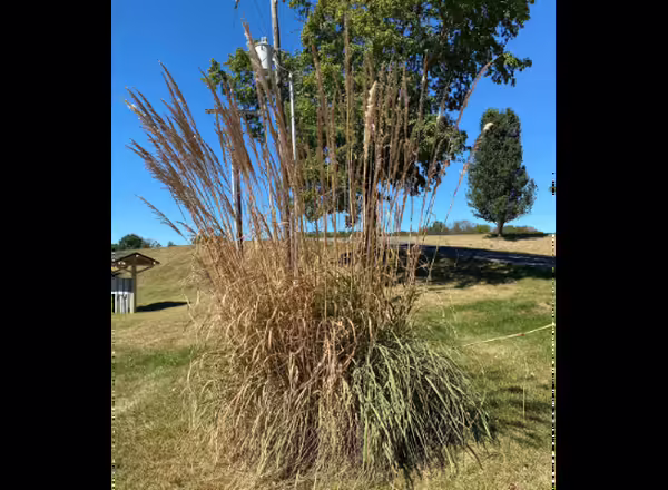 large clump of grass