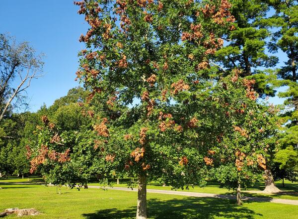 A white oak tree with canopy damage