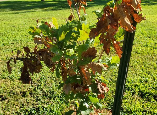 A young white oak with many brown leaves from cicada damage.