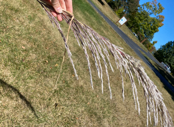 hand holding silvery grass inflorescence