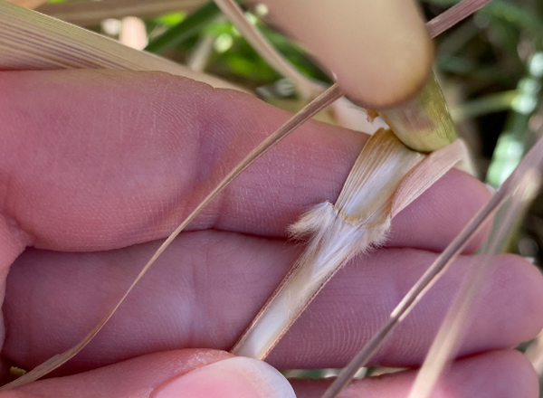 hand holding grass blade back from stem