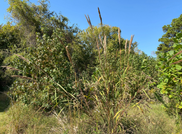 grass clump with trees in background