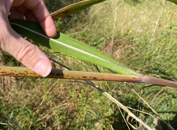 hand holding leaf blade and stem of a grass