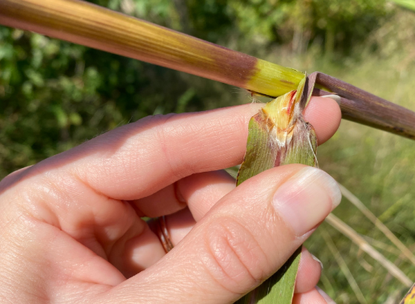 hand holding leaf blade back from stem of grass