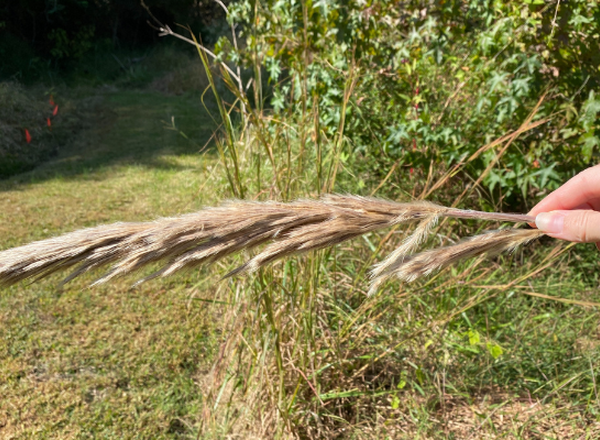 hand holding grass inflorescence