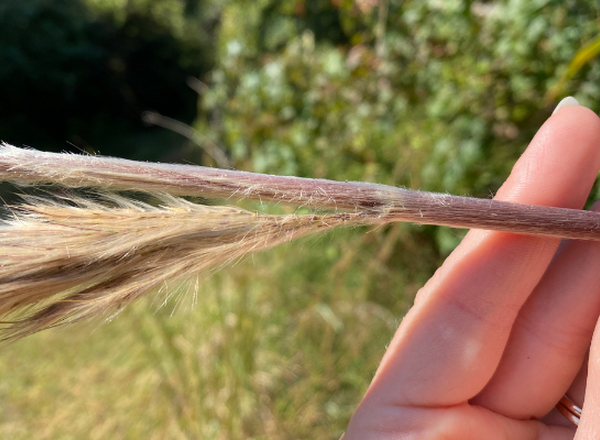 hand holding grass stem