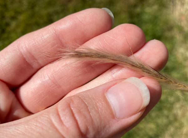 hand holding cluster of spikelets