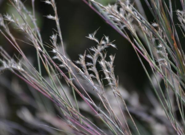 spikelets of little bluestem