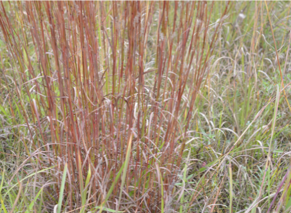 red stems of Little Bluestem