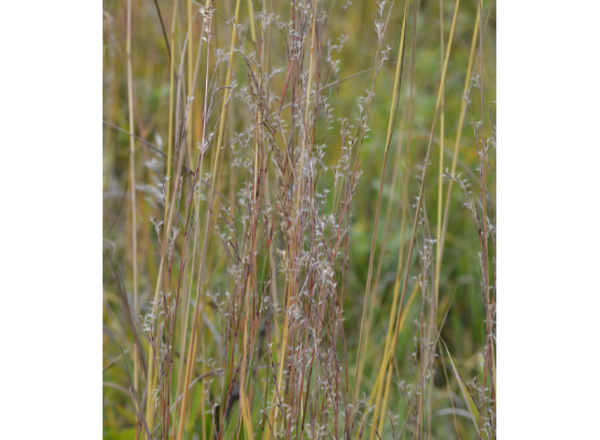 grass with white fluffy seeds along stems