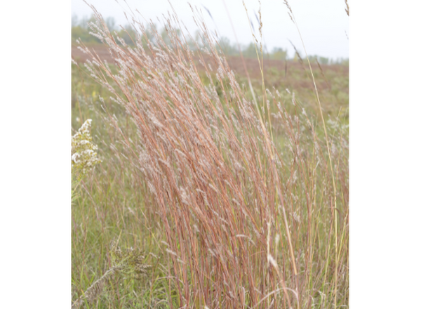 clump of orange and red grass