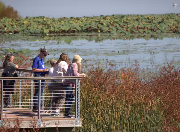 People on a boardwalk look out over the water at a natural area