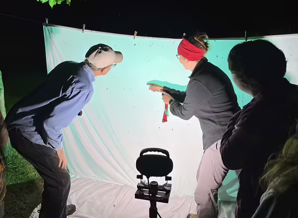 A woman points to a lighted sheet at an insect