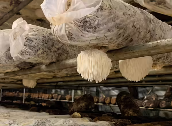 Lion's Mane mushrooms grow on a mushroom log