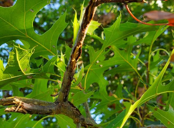 Damage on an oak branch