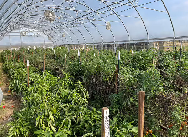 rows of tomatoes and peppers inside a high tunnel