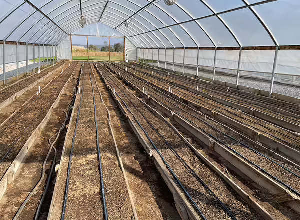 tilled raised beds inside high tunnel
