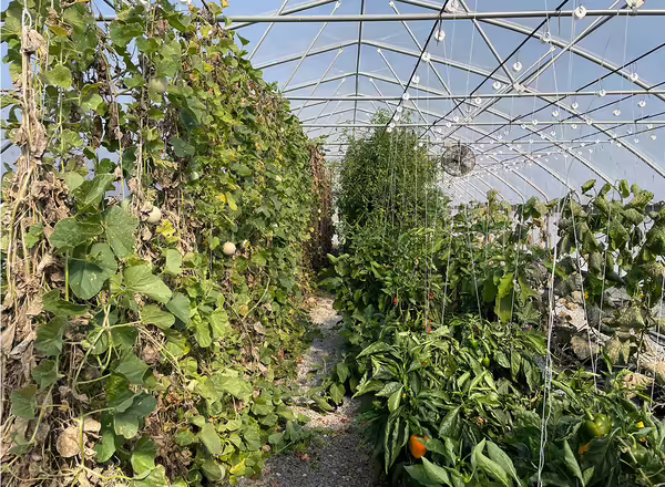 various vegetable crops growing vertically in a greenhouse