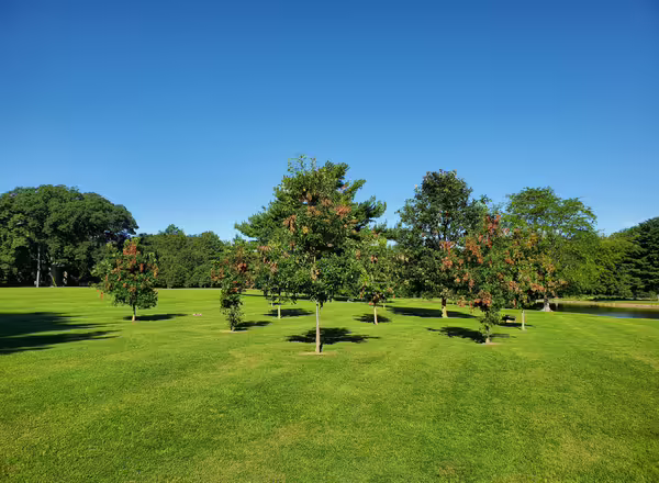 A grove of young oaks.