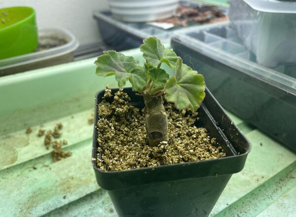 geranium cutting in vermiculite