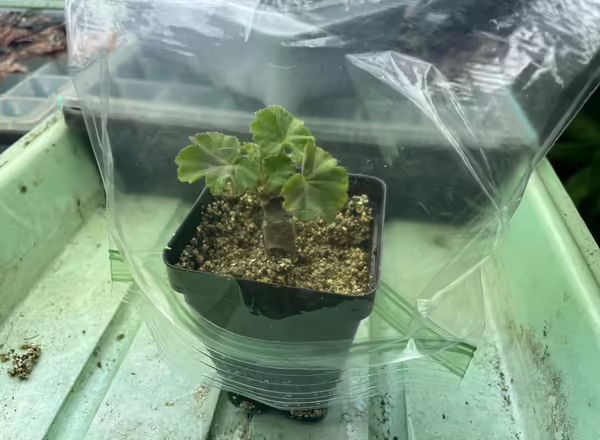 geranium cutting with plastic bag over pot