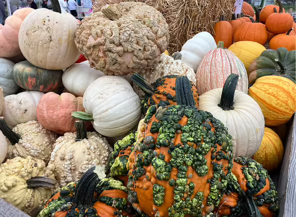 random mix of various decorative pumpkins in a pile