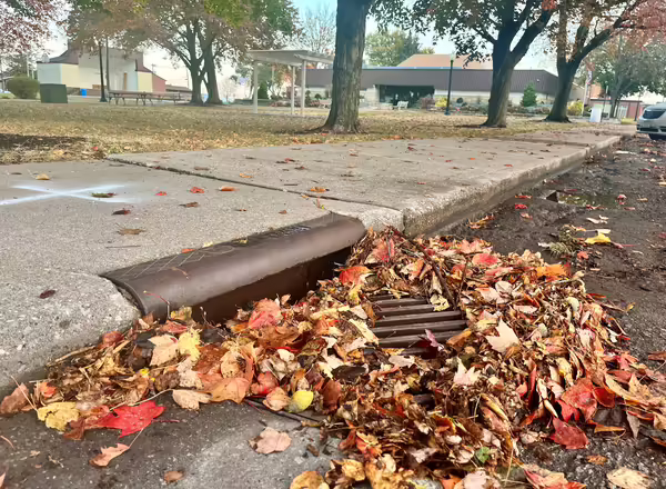 leaves by storm drain