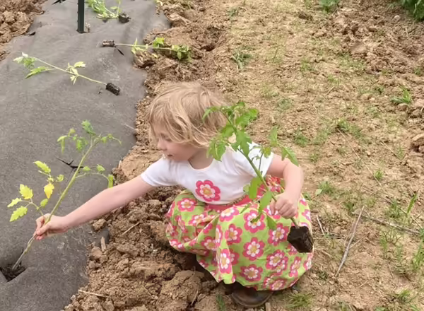 young child planting in a Midnight Dun Farm garden row