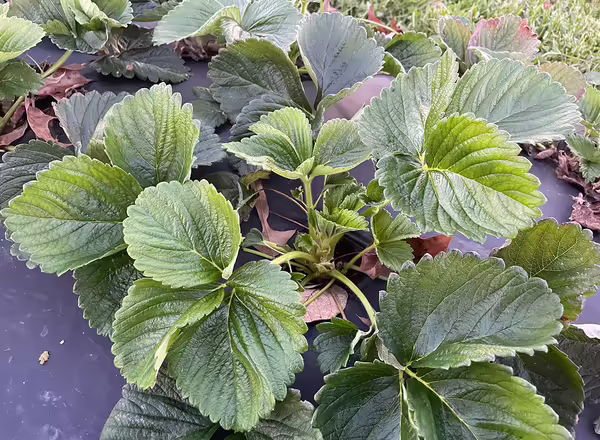 strawberry plant on black plastic mulch