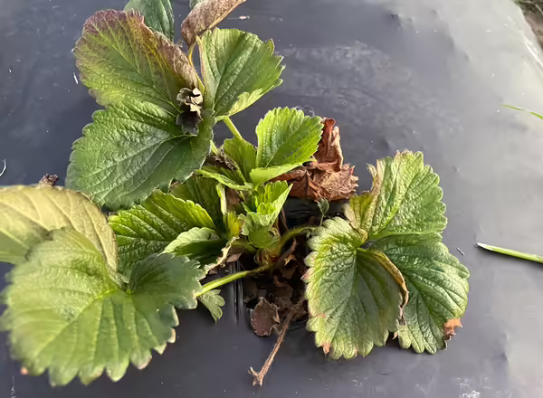 unhealthy strawberry plant on black plastic mulch