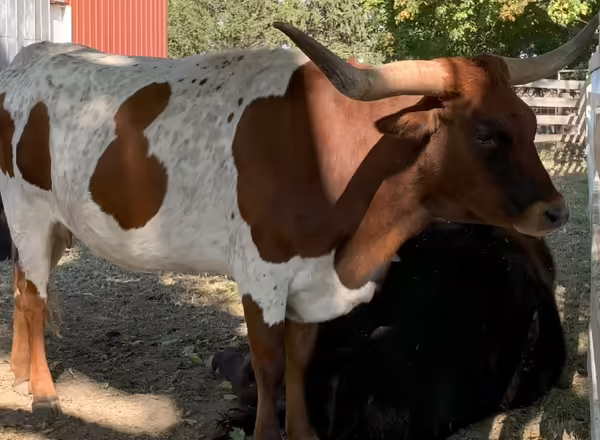Maggie the Texas longhorn