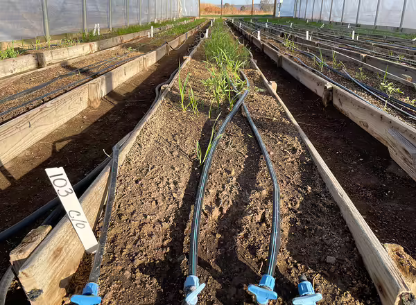 black irrigation lines and a few green plants in row inside high tunnel