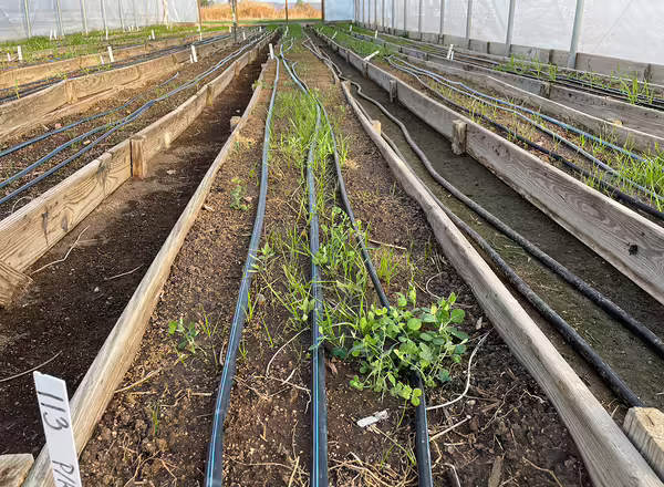 two different plants growing in a row with drip irrigation inside high tunnel