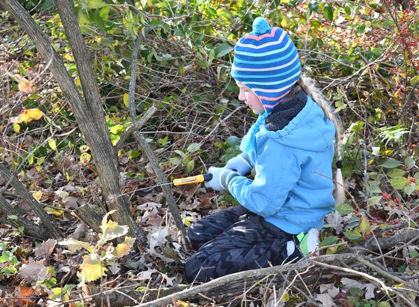 A young volunteer cuts down an invasive bush honeysuckle.