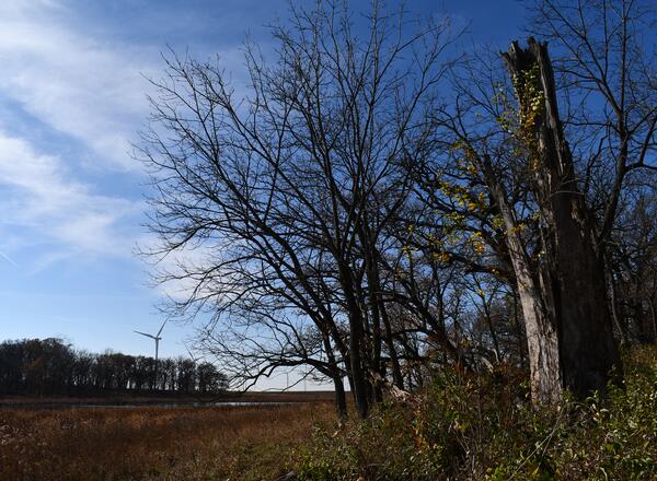 An oak tree on the edge of the Sibley Burr Oak Grove.