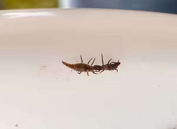 two brown insect nymphs in a white container