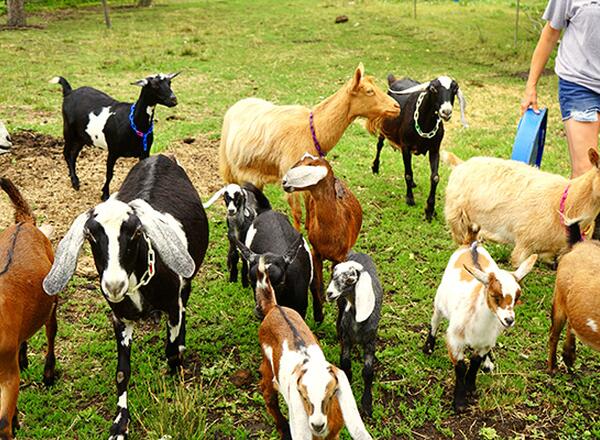 Hoffman family goats standing in paddock