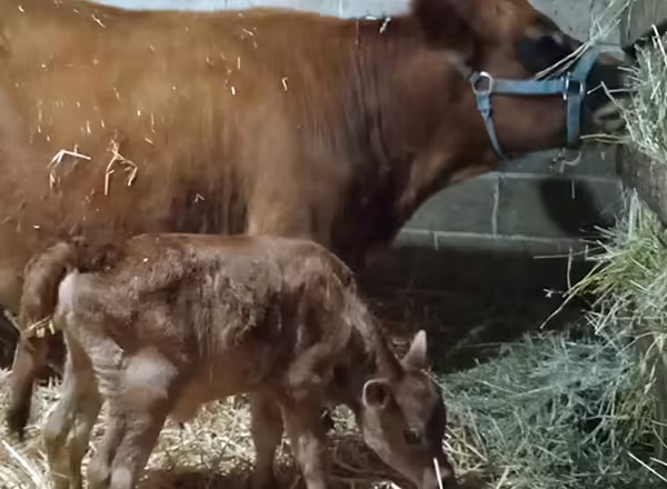 a cow and her young calf eat hay in a barn