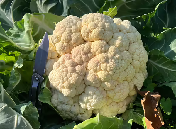 white head of cauliflower on plant in field