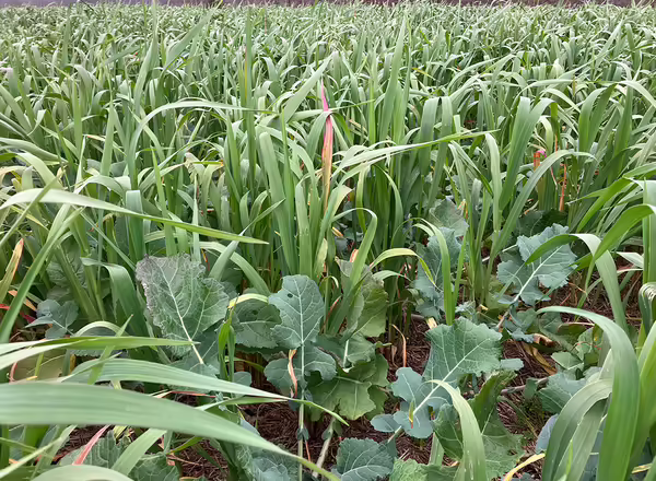 different cover crops growing in a field