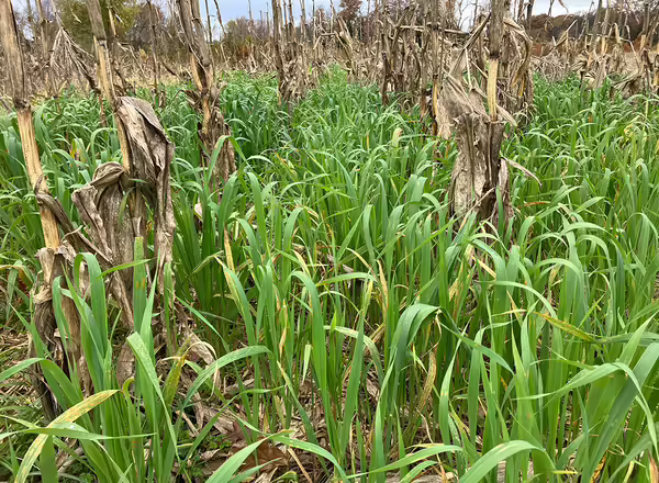 green oat plants growing between dead stalks of sweet corn in a field