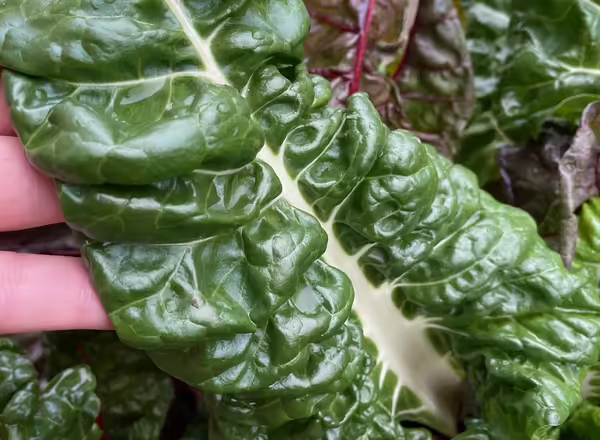 green swiss chard leaf